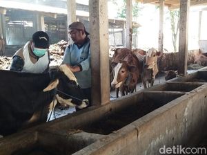 Lebih dari 4.000 Sapi di Lamongan Sudah Disuntik Vaksin PMK