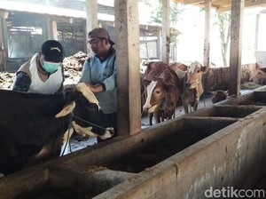Lebih dari 4.000 Sapi di Lamongan Sudah Disuntik Vaksin PMK