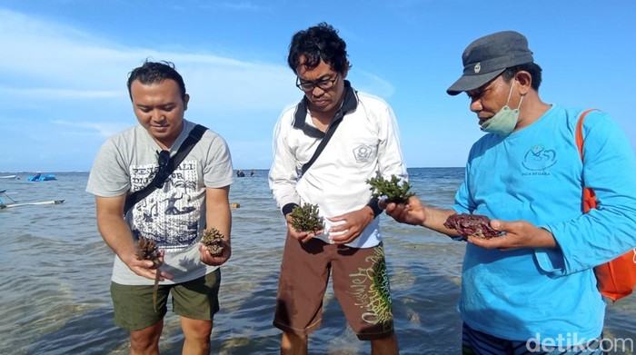 Sejumlah warga melakukan penanaman dan perawatan terumbu karang. Hal itu tetap dilakukan meski keberadaan terumbu karang terancam rencana proyek terminal gas alam cair atau liquefied natural gas (LNG), Minggu, 3/7/2022.