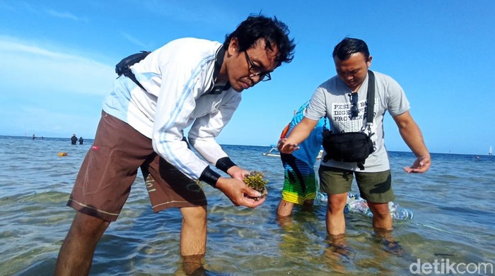 Aksi Warga Sanur Rawat Terumbu Karang di Tengah Ancaman Terminal LNG Sejumlah warga melakukan penanaman dan perawatan terumbu karang. Hal itu tetap dilakukan meski keberadaan terumbu karang terancam rencana proyek terminal gas alam cair atau liquefied natural gas (LNG), Minggu, 3/7/2022.