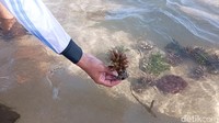 Upaya penanaman terumbu karang sebenarnya sudah dilakukan sejak 1997 dan terus berlanjut hingga sekarang. Upaya melakukan perawatan dan penanaman terumbu karang sempat gagal akibat proyek reklamasi di Pulau Serangan. Pada waktu itu banyak terumbu karang mati akibat mendapatkan endapan debu reklamasi.