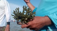 Penanaman terumbu karang mereka lakukan di tengah laut kawasan Desa Sanur Kauh, Kecamatan Denpasar Selatan, Kota Denpasar, Bali, tepatnya di belakang Hotel Mercure Resort. Pada kesempatan ini, mereka menanam sebanyak tiga jenis terumbu karang.