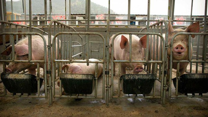Babi