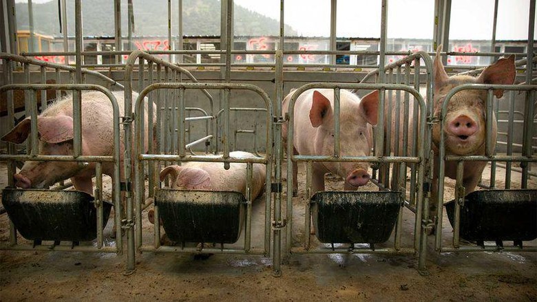 Babi Babi
