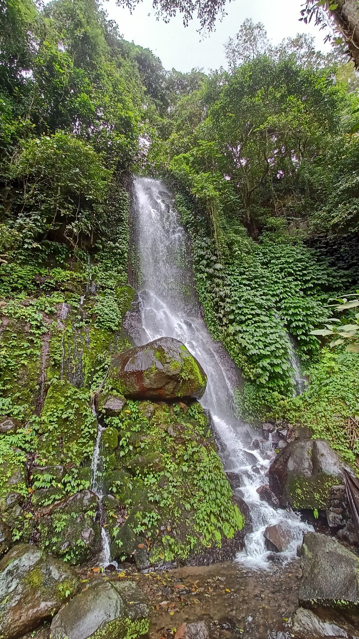Desa Pujungan, Tabanan, memiliki banyak singsing atau air terjun yang indah nan asri, terutama pada tebing di sepanjang Tukad Saba. Salah satunya air terjun Rajapala.