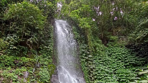 Desa Pujungan, Tabanan, memiliki banyak singsing atau air terjun yang indah nan asri, terutama pada tebing di sepanjang Tukad Saba. Salah satunya air terjun Rajapala.