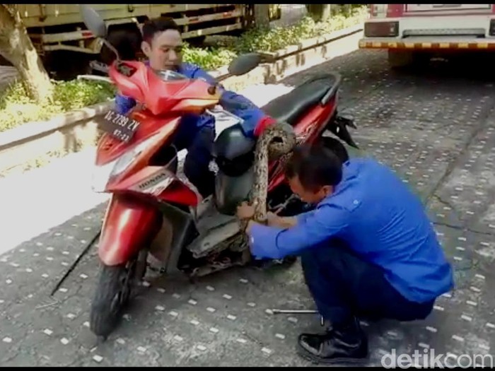 Evakuasi ular piton dari dalam body motor di Trenggalek