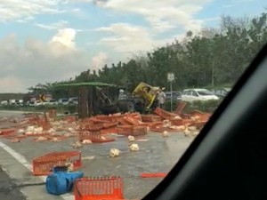 Fakta-fakta Kecelakaan Bus vs Truk Ayam di Tol Cipali Tewaskan 2 Orang
