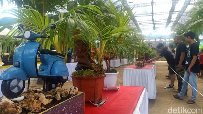 Kreatif, Pria Ini Bikin Miniatur Vespa dari Bonsai Kelapa Pria asal Bali mengubah bonsai kelapa menjadi miniatur Vespa yang sama persis dengan miliknya. Hal tersebut dilakukan untuk menunjukkan kecintaan pada Vespa, Minggu, 3/7/2022.