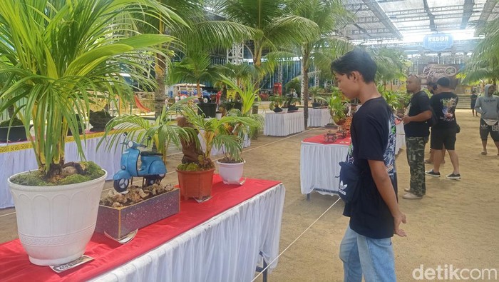 Kreatif, Pria Ini Bikin Miniatur Vespa dari Bonsai Kelapa Pria asal Bali mengubah bonsai kelapa menjadi miniatur Vespa yang sama persis dengan miliknya. Hal tersebut dilakukan untuk menunjukkan kecintaan pada Vespa, Minggu, 3/7/2022.