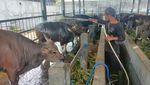 Suasana Pasar Hewan Beringkit di Badung Jelang Idul Adha