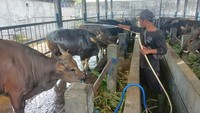 Penjual tengah merawat sapi yang akan dijual di Pasar Hewan Beringkit, Mengwi, kabupaten Badung jelang Idul Adha, Minggu (3/7/2022). Foto: Triwidiyanti