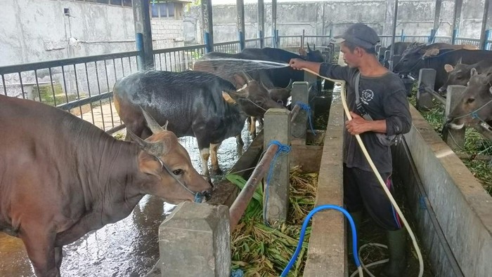Penjual tengah merawat sapi yang akan dijual di Pasar Hewan Beringkit, Mengwi, kabupaten Badung jelang Idul Adha, Minggu (3/7/2022)