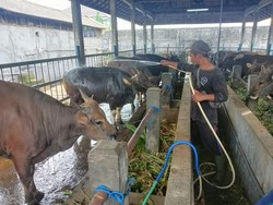 Penjual tengah merawat sapi yang akan dijual di Pasar Hewan Beringkit, Mengwi, kabupaten Badung jelang Idul Adha, Minggu (3/7/2022). Foto: Triwidiyanti