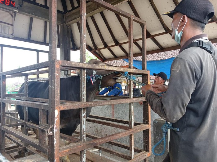 Aktivitas jual beli sapi di Pasar Hewan Beringkit, Badung masih ramai dikunjungi para pengepul dan petani sapi, Minggu (3/7/2022).