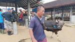 Suasana Pasar Hewan Beringkit di Badung Jelang Idul Adha