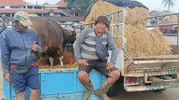 Pedagang sapi di Pasar Hewan Beringkit, Minggu (3/7/2022). Foto: Triwidiyanti