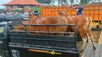 Suasana Pasar Hewan Beringkit di Badung Jelang Idul Adha