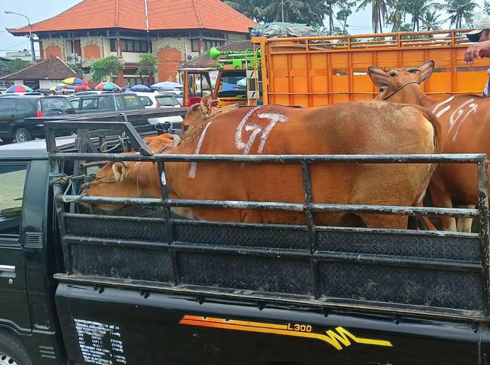 Pasca mencuatnya kasus Penyakit Mulut dan Kuku (PMK) di tiga kabupaten di Bali yaitu Gianyar, Buleleng dan Karangasem suasana Pasar Hewan Beringkit, Mengwi, Kabupaten Badung nampak masih beroperasi dengan normal, Minggu (3/7/2022).