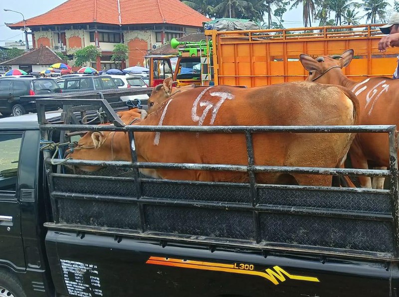 Pasca mencuatnya kasus Penyakit Mulut dan Kuku (PMK) di tiga kabupaten di Bali yaitu Gianyar, Buleleng dan Karangasem suasana Pasar Hewan Beringkit, Mengwi, Kabupaten Badung nampak masih beroperasi dengan normal, Minggu (3/7/2022).