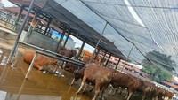 Harga hewan ternak jenis sapi yang dijual Pasar Hewan Beringkit, Mengwi, Kabupaten Badung terpantau naik, Minggu (3/7/2022). Harga sapi mulai Rp 16 juta sampai Rp18 juta per ekor tergantung ukuran. Tahun lalu harga sapi dengan ukuran besar dibanderol seharga Rp 15 juta per ekor. Foto: Triwidiyanti