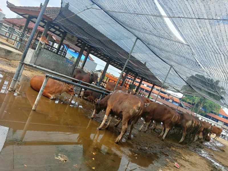 Hewan ternak jenis sapi yang dijual Pasar Hewan Beringkit, Mengwi, Kabupaten Badung nampak masih beroperasi dengan normal, Minggu (3/7/2022).