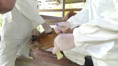 Pengambilan sampel ternak sapi di Desa Banyubiru, Kecamatan Negara, Jembrana, Minggu (3/7/2022).