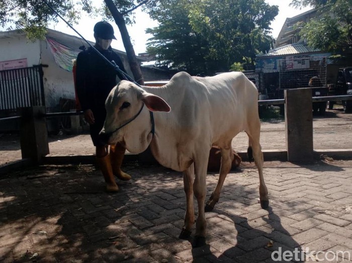 Peternak sapi di Pasuruan menolak vaksin PMK