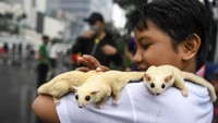 Warga bermain dengan Sugar Glider (Petaurus breviceps) saat berlangsungnya Hari Bebas Kendaraan Bermotor (HBKB) atau Car Free Day di kawasan Bundaran Hotel Indonesia, Jakarta, Minggu (3/7/2022).