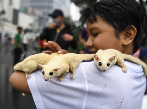 Potret Lucu Sugar Glider di CFD Jakarta