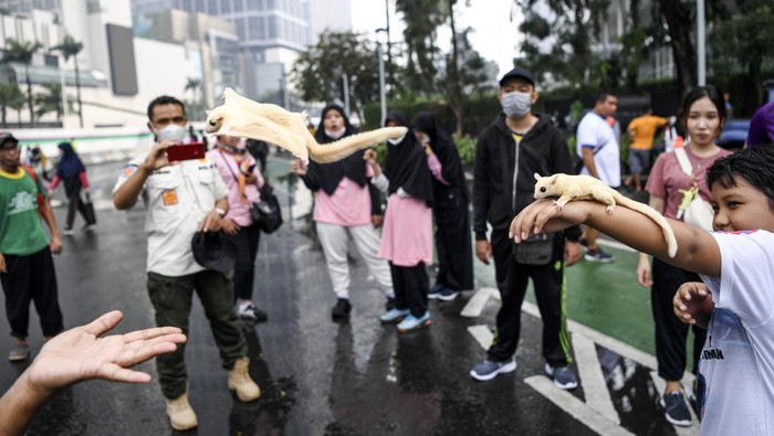 Warga bermain dengan Sugar Glider (Petaurus breviceps) saat berlangsungnya Hari Bebas Kendaraan Bermotor (HBKB) atau 'Car Free Day' di kawasan Bundaran Hotel Indonesia, Jakarta, Minggu (3/7/2022). Meski pihak Dinas Kesehatan DKI jakarta terus berupaya mengendalikan kasus COVID-19 yang cenderung ada peningkatan, namun aktivitas warga di ruang terbuka masih dapat berlangsung dengan menerapkan protokol kesehatan. ANTARA FOTO/M Risyal Hidayat/nym.