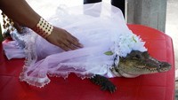 Upacara pernikahan digelar besar-besaran menampilkan musik dan tarian tradisional. Pernikahan antara wali kota dan reptil ini merupakan ritual kuno sebagai doa untuk memohon karunia alam dan kemakmuran kota.
