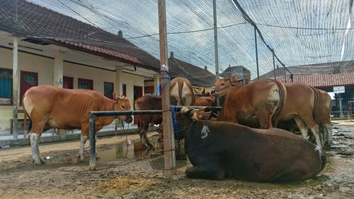 Sapi di Pasar Hewan Bringkit, Mengwi, Badung, Bali, Minggu (3/7/2022).