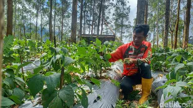 Sayuran jenis buncis kenya atau kacang francis di Desa Cipanjalu, Kecamatan Cilengkrang, Kabupaten Bandung, distribusinya telah sampai ke luar negeri. Salah satu tujuan distribusinya adalah negara Singapura.