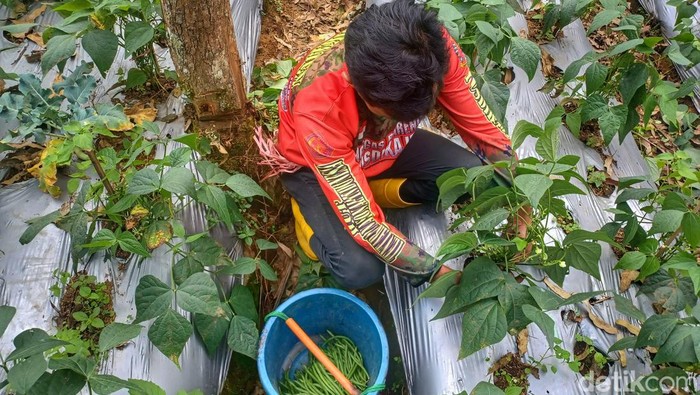 Sayuran jenis buncis kenya atau kacang francis di Desa Cipanjalu, Kecamatan Cilengkrang, Kabupaten Bandung, distribusinya telah sampai ke luar negeri. Salah satu tujuan distribusinya adalah negara Singapura.