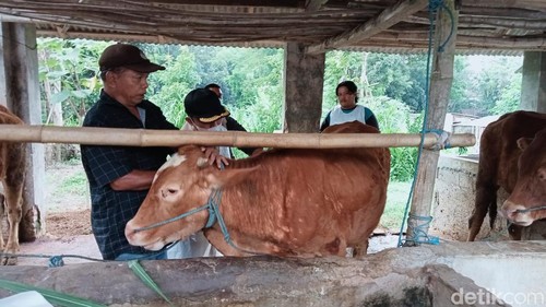 Vaksinasi PMK sapi di Blitar