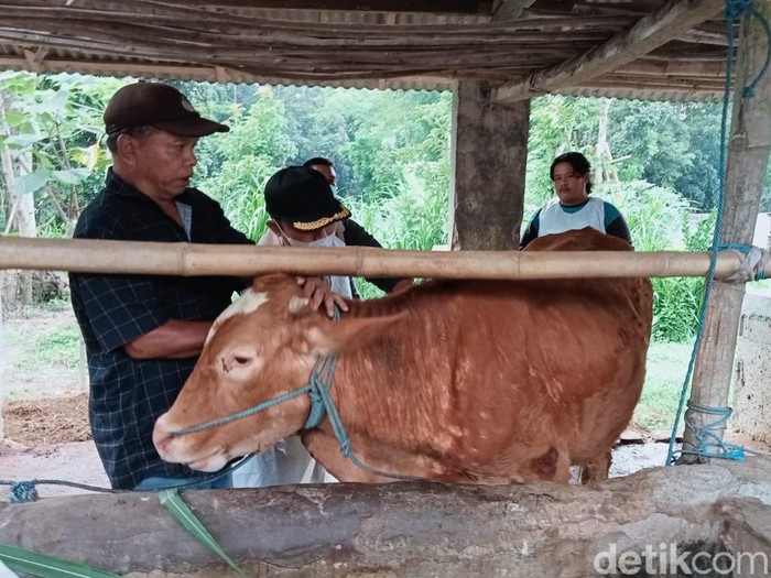 Vaksinasi PMK sapi di Blitar