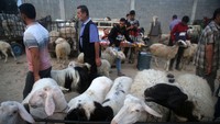 Hewan kurban yang dijual didominasi domba.