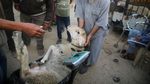 Lihat Nih, Kesibukan Pasar Hewan di Jalur Gaza Jelang Idul Adha