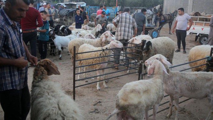 1241695452 Palestinians choose sharp cutting objects that a vendor is selling at a livestock market, ahead of Eid al-Adha, in Deir al-Balah, in the center of the Gaza Strip, on july 04, 2022. - Muslims across the world celebrate Eid al-Adha by visiting the tombs of their loved ones and slaughtering sheep, goats, cows and camels, in commemoration of Prophet Abraham's readiness to sacrifice his son Ismail on God's command.
(Photo by Majdi Fathi/NurPhoto via Getty Images)