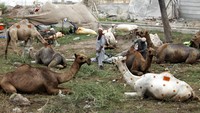 Seorang pria Pakistan (kanan) memotong rambut unta yang akan dijual sebagai hewan kurban menjelang hari raya Idul Adha atau Hari Raya Kurban Muslim yang akan datang, di pasar ternak, di Peshawar, Pakistan, Minggu, (3/7/2022).