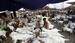 Begini Ramainya Pasar Ternak di Pakistan Jelang Idul Adha
