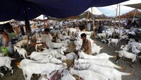 Pedagang memberikan pakan ternak untuk hewan kurban di Lahore, Pakistan.