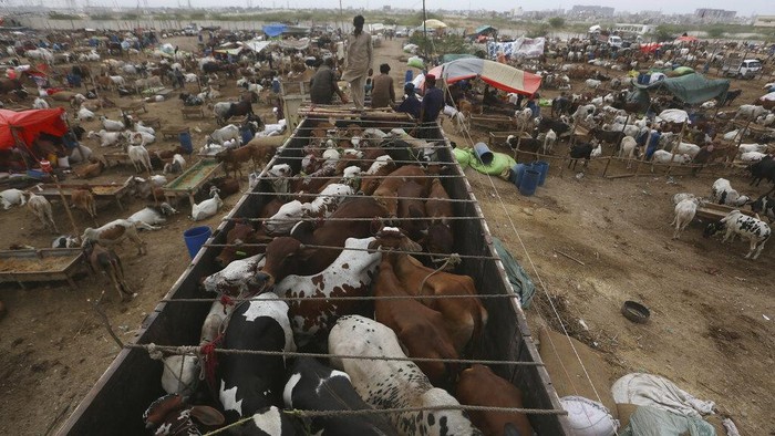 Animals feed at a livestock market ahead of the Eid al-Adha holiday in Lahore, Pakistan, Sunday, July 3, 2022. Eid al-Adha, the most important Islamic holiday, marks the willingness of the Prophet Ibrahim, Abraham to Christians and Jews, to sacrifice his son. During the holiday, which in most places lasts four days, Muslims slaughter sheep or cattle, distribute part of the meat to the poor. (AP Photo/K.M. Chaudary)