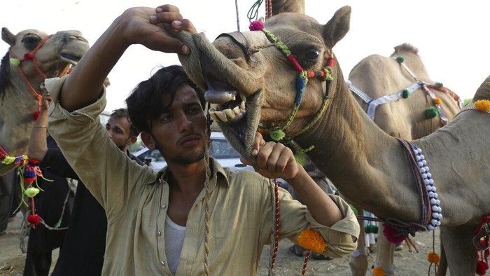 A Pakistani man leads his camel to market ahead of the Eid al-Adha holiday in Lahore, Pakistan, Sunday, July 3, 2022. Eid al-Adha, the most important Islamic holiday, marks the willingness of the Prophet Ibrahim, Abraham to Christians and Jews, to sacrifice his son. During the holiday, which in most places lasts four days, Muslims slaughter sheep or cattle, distribute part of the meat to the poor. (AP Photo/K.M. Chaudary)