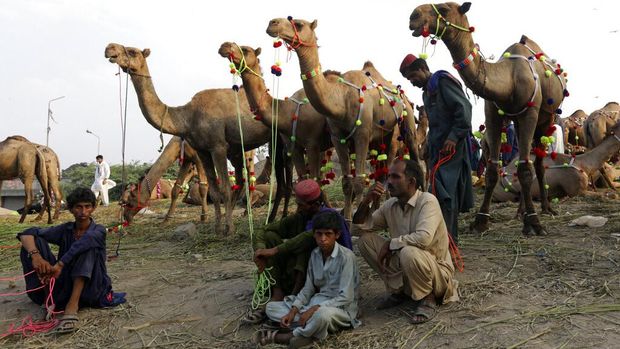 A Pakistani man leads his camel to market ahead of the Eid al-Adha holiday in Lahore, Pakistan, Sunday, July 3, 2022. Eid al-Adha, the most important Islamic holiday, marks the willingness of the Prophet Ibrahim, Abraham to Christians and Jews, to sacrifice his son. During the holiday, which in most places lasts four days, Muslims slaughter sheep or cattle, distribute part of the meat to the poor. (AP Photo/K.M. Chaudary)
