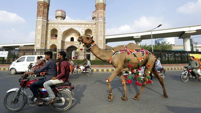 Di Pakistan, Unta Hewan Kurban Dihias Kalung Warna-warni