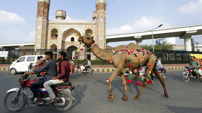 A Pakistani man leads his camel to market ahead of the Eid al-Adha holiday in Lahore, Pakistan, Sunday, July 3, 2022. Eid al-Adha, the most important Islamic holiday, marks the willingness of the Prophet Ibrahim, Abraham to Christians and Jews, to sacrifice his son. During the holiday, which in most places lasts four days, Muslims slaughter sheep or cattle, distribute part of the meat to the poor. (AP Photo/K.M. Chaudary)