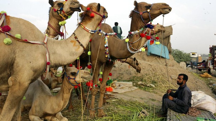Di Pakistan, Unta Hewan Kurban Dihias Kalung Warna-warni A Pakistani man leads his camel to market ahead of the Eid al-Adha holiday in Lahore, Pakistan, Sunday, July 3, 2022. Eid al-Adha, the most important Islamic holiday, marks the willingness of the Prophet Ibrahim, Abraham to Christians and Jews, to sacrifice his son. During the holiday, which in most places lasts four days, Muslims slaughter sheep or cattle, distribute part of the meat to the poor. (AP Photo/K.M. Chaudary)