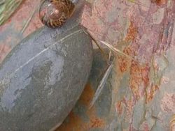 Bahaya Lihat Foto Ini Sekilas, Bikin Mata Tertipu